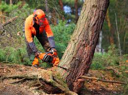  Seth Ward, TX Tree Removal Services Pros